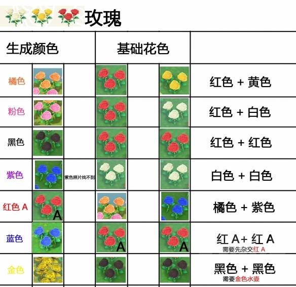 玫瑰可以杂交出几种新颜色?如何搭配?